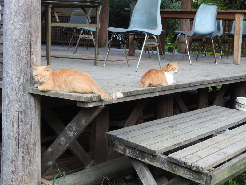 花はなの里オートキャンプ場　テラスでくつろぐ2匹のチャトラ猫