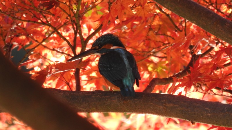 こども自然公園　紅葉とカワセミ