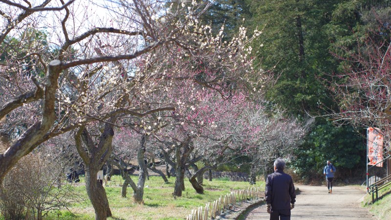 こども自然公園　梅林