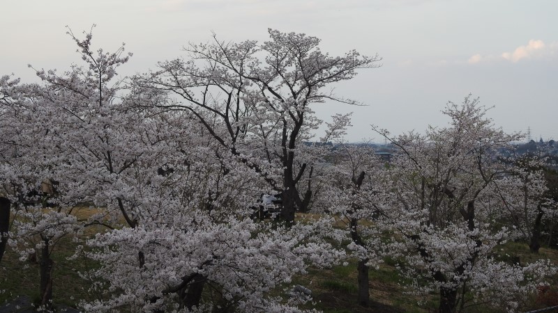 こども自然公園　夕方の桜山