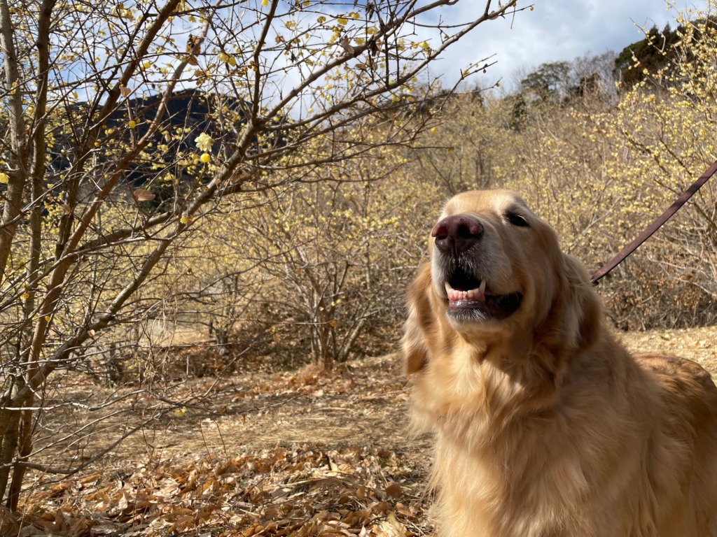 ロウバイ園にいるゴールデンレドリバー　犬